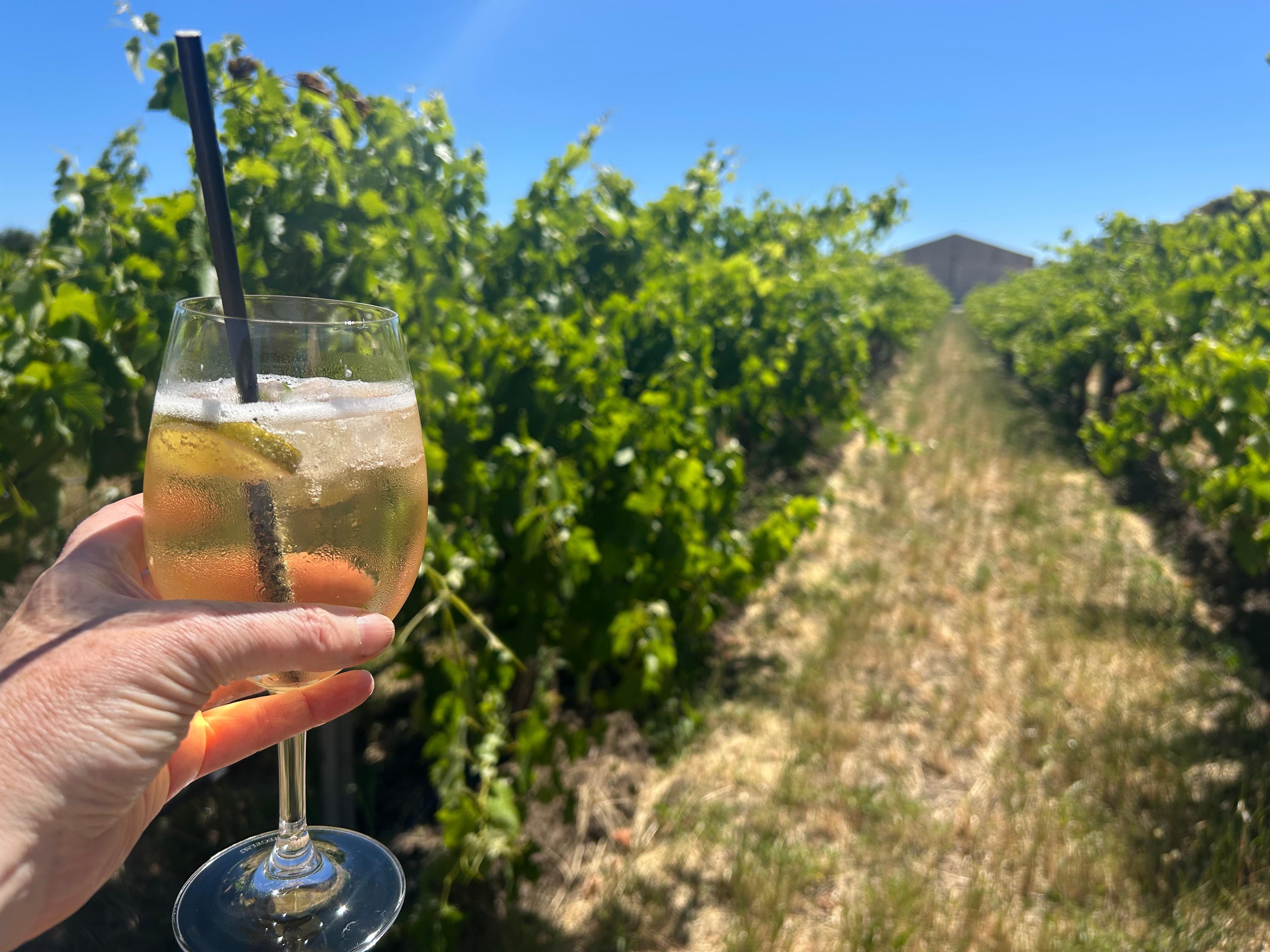 Maxwell cellar door complete with a hedge maze experience!