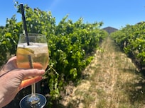 Maxwell cellar door complete with a hedge maze experience!