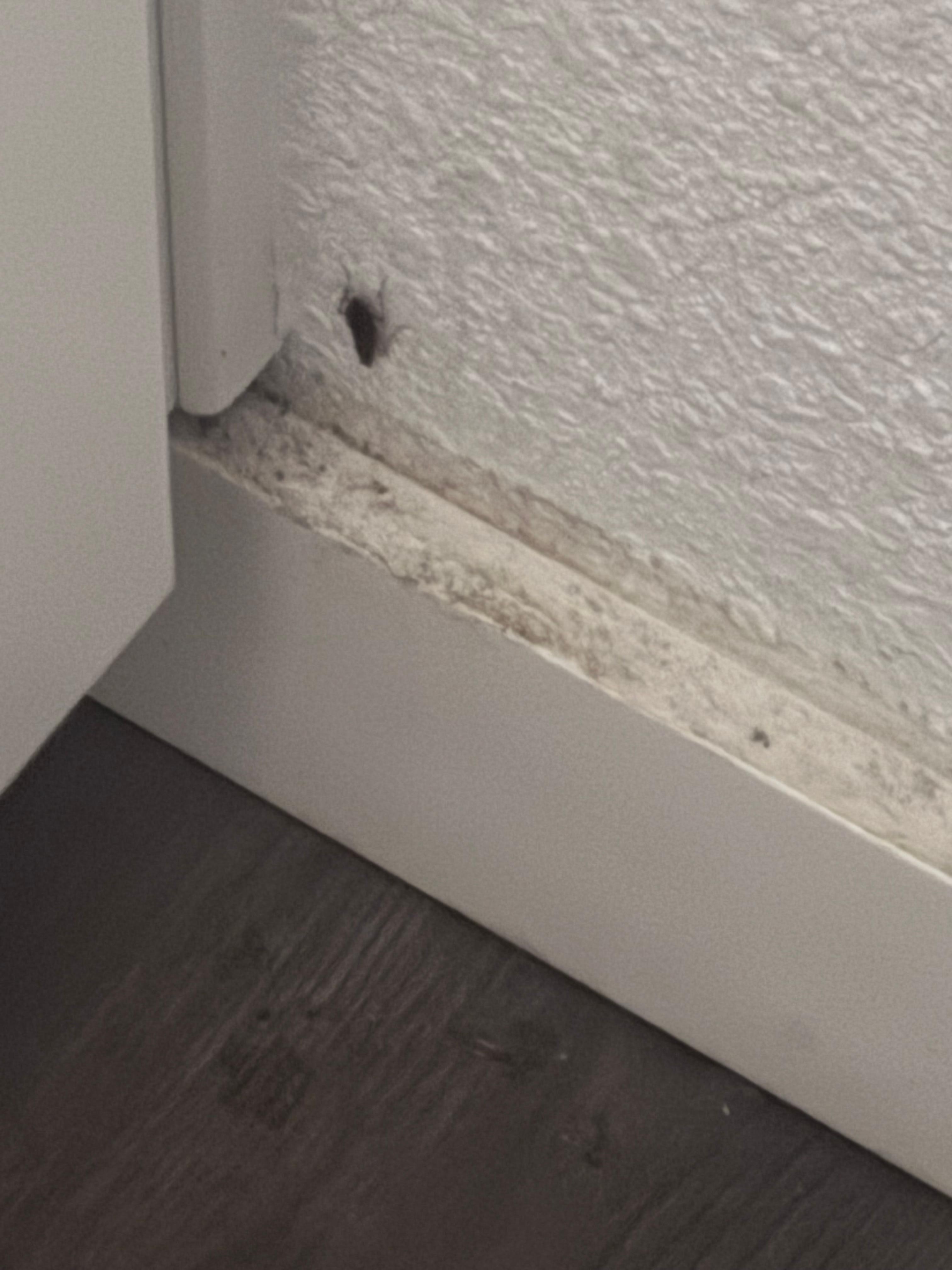 One of many live cockroaches