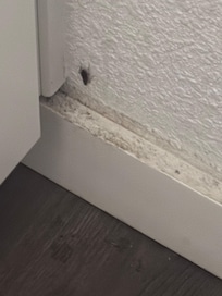 One of many live cockroaches