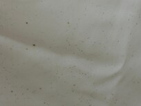 Mold on shower curtain