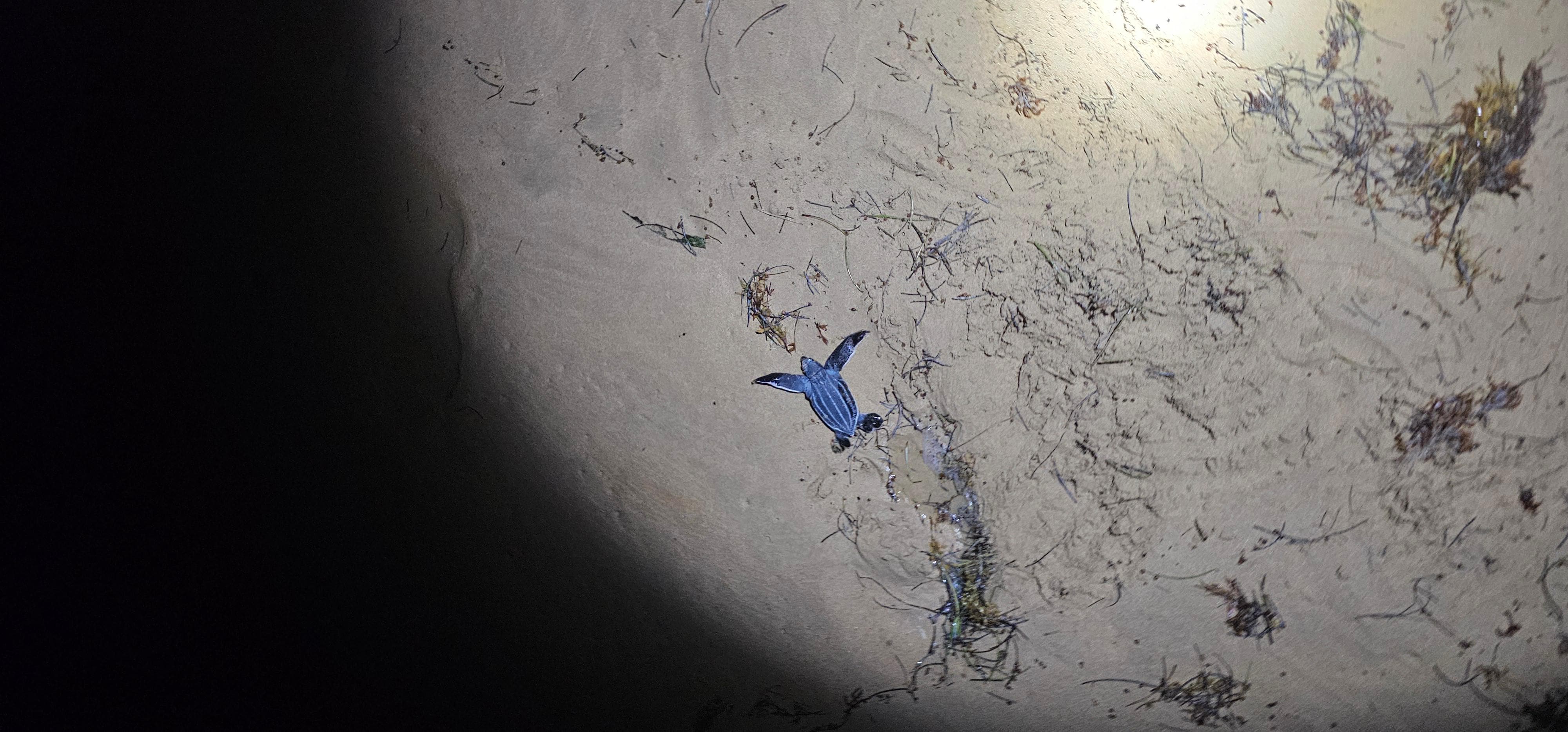 Baby turtles at night