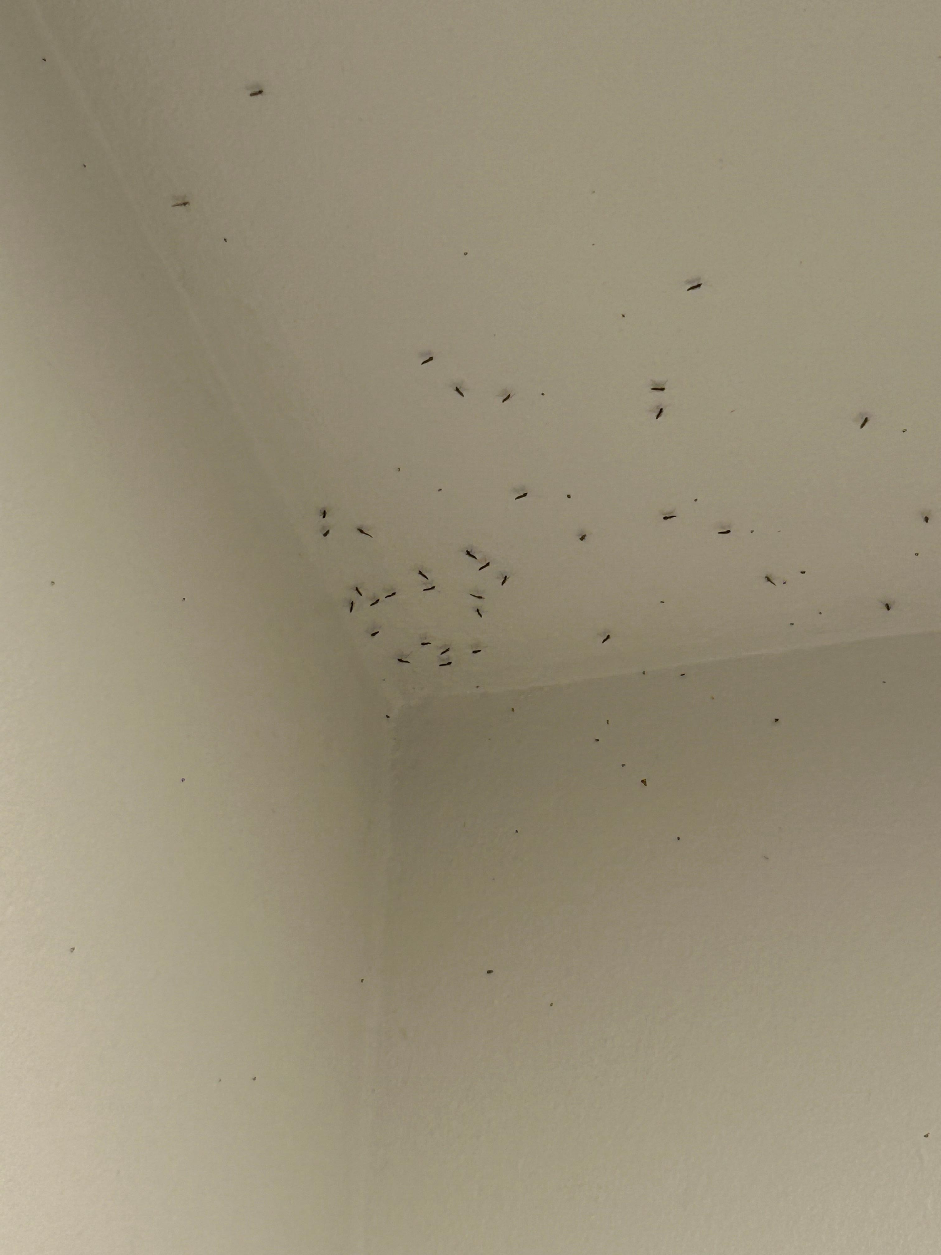 This is one corner of the house, but the entire ceiling was covered in mosquitos