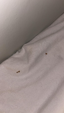 Top bunk blood stains