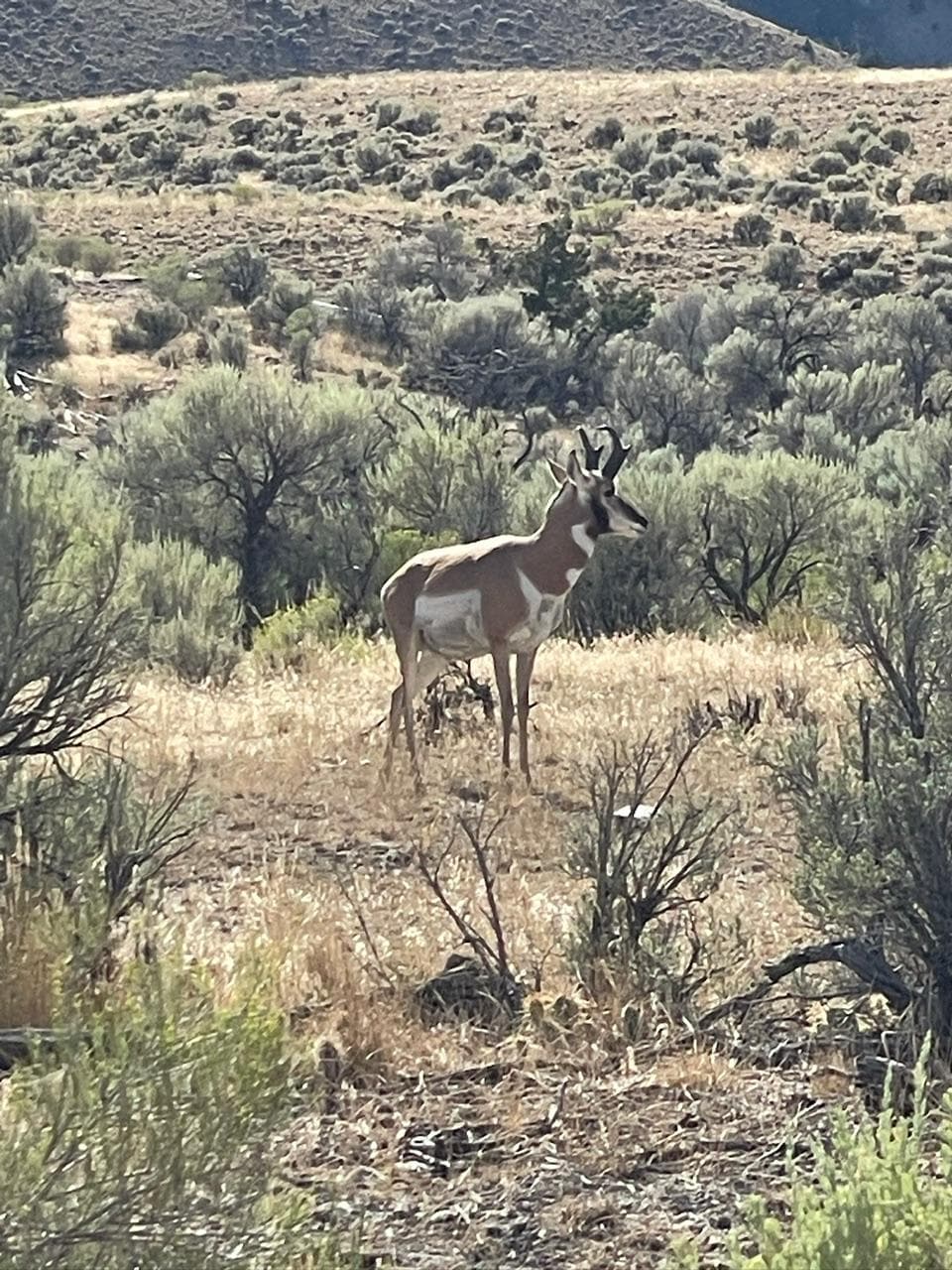 Pronghorn on the road to the property.