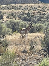 Pronghorn on the road to the property.