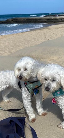 Our dogs Sheba and Shaka loved the beach and walks