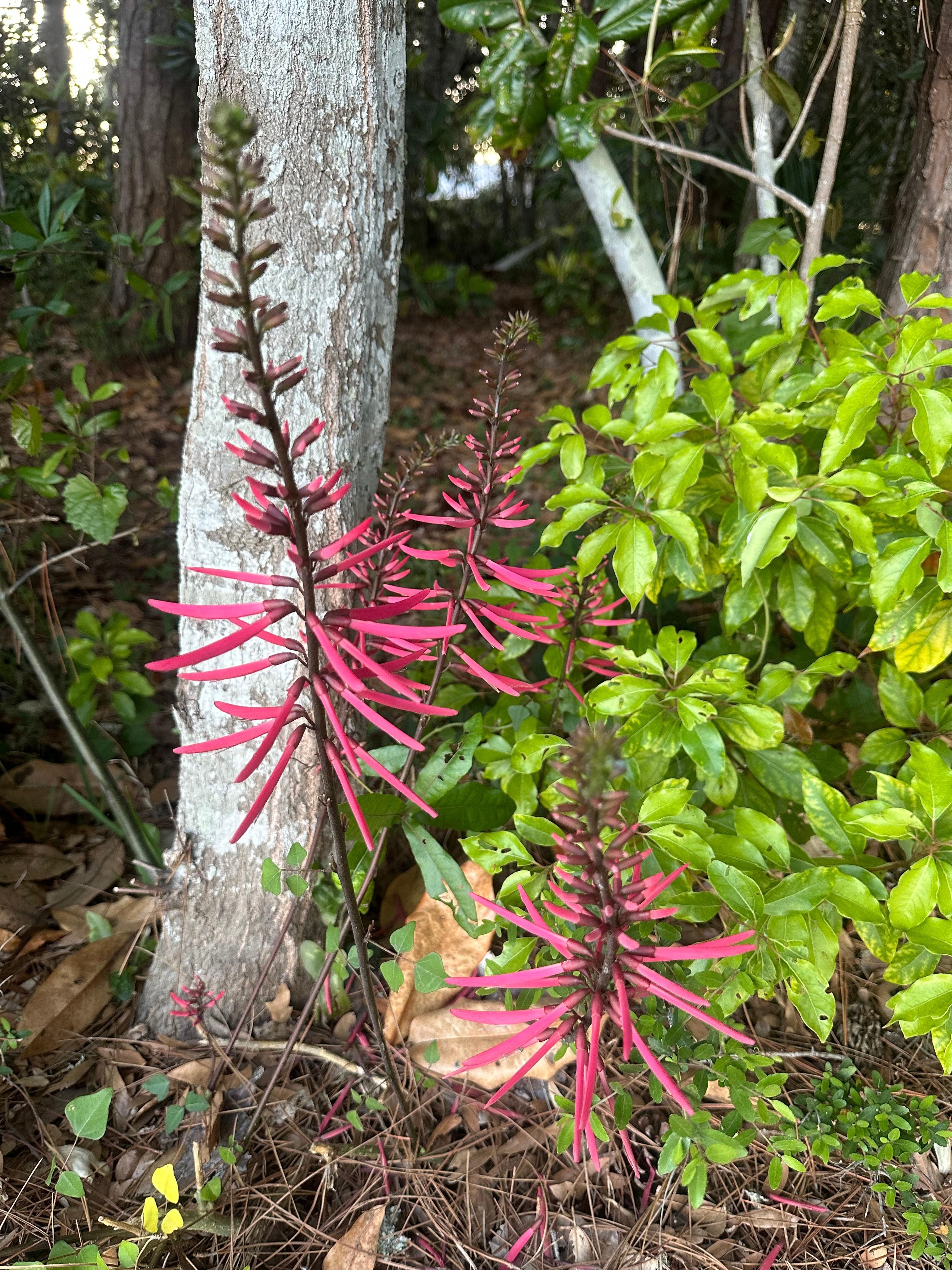 Flower at camp!