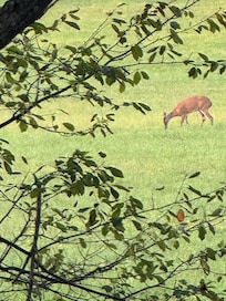More deer