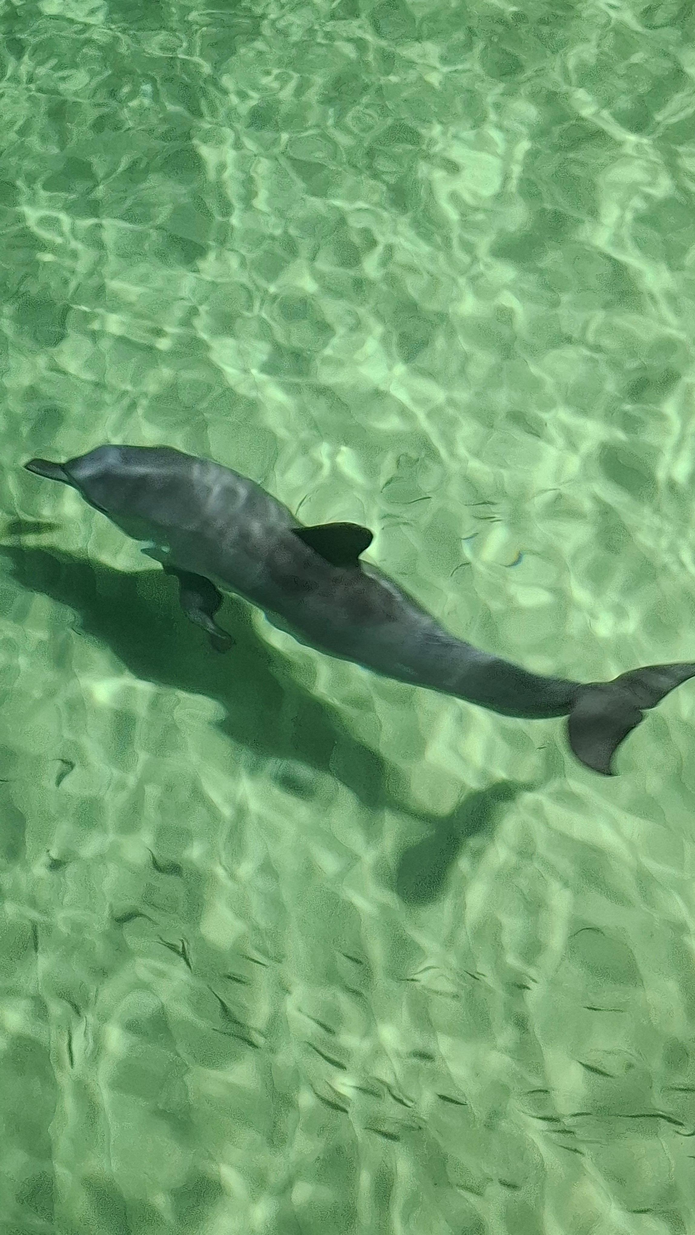 Dolphin swimming near the jetty