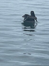 Pelicans daily