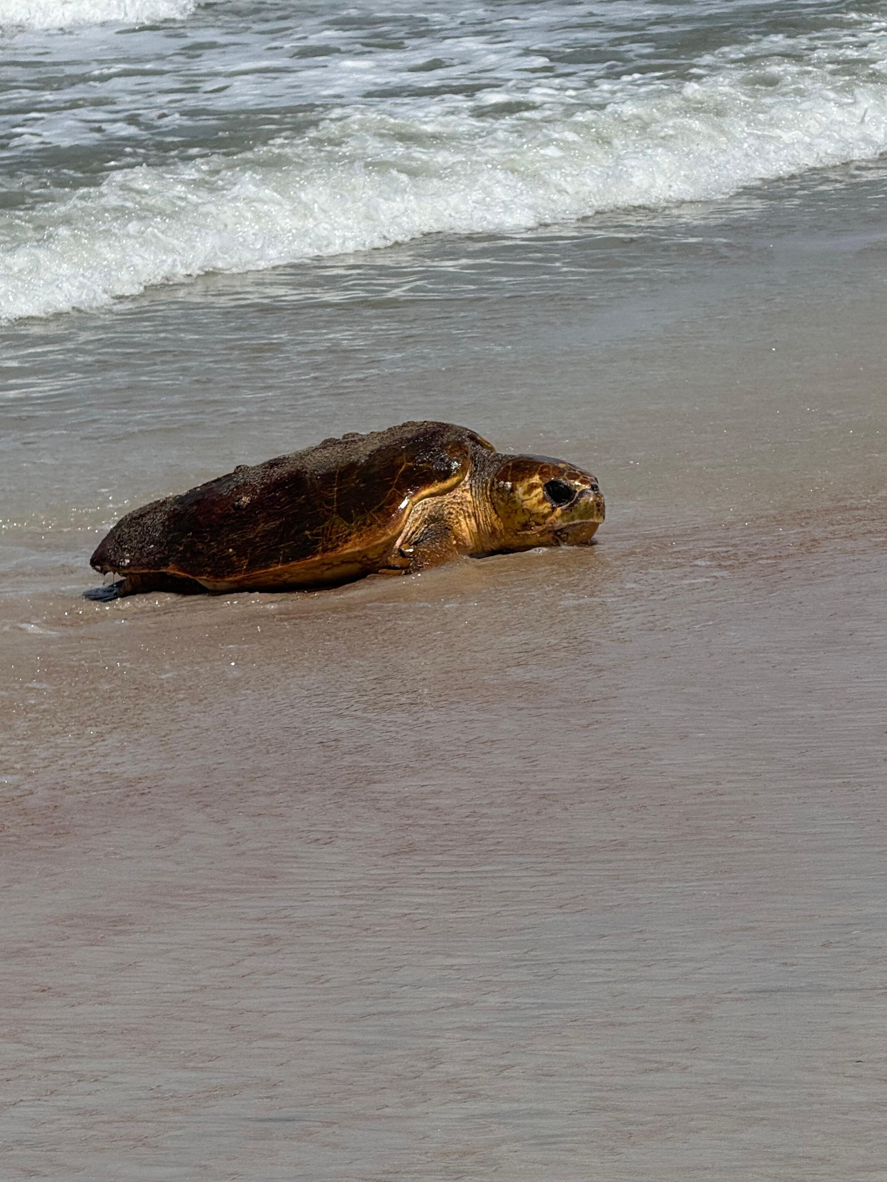 Sea turtle came out of the water right in front of our chairs at 4pm.  Uneducated people charged it to get photos, it looked around, got scared and went back into the water.  WHEN YOU SEE A SEA TURTLE STAY FAR AWAY.  PLEASE KNOW SEA TURTLE ETIQUETTE!