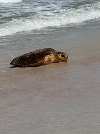 Sea turtle came out of the water right in front of our chairs at 4pm. Uneducated people charged it to get photos, it looked around, got scared and went back into the water. WHEN YOU SEE A SEA TURTLE STAY FAR AWAY. PLEASE KNOW SEA TURTLE ETIQUETTE!