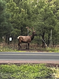 Right across from the property