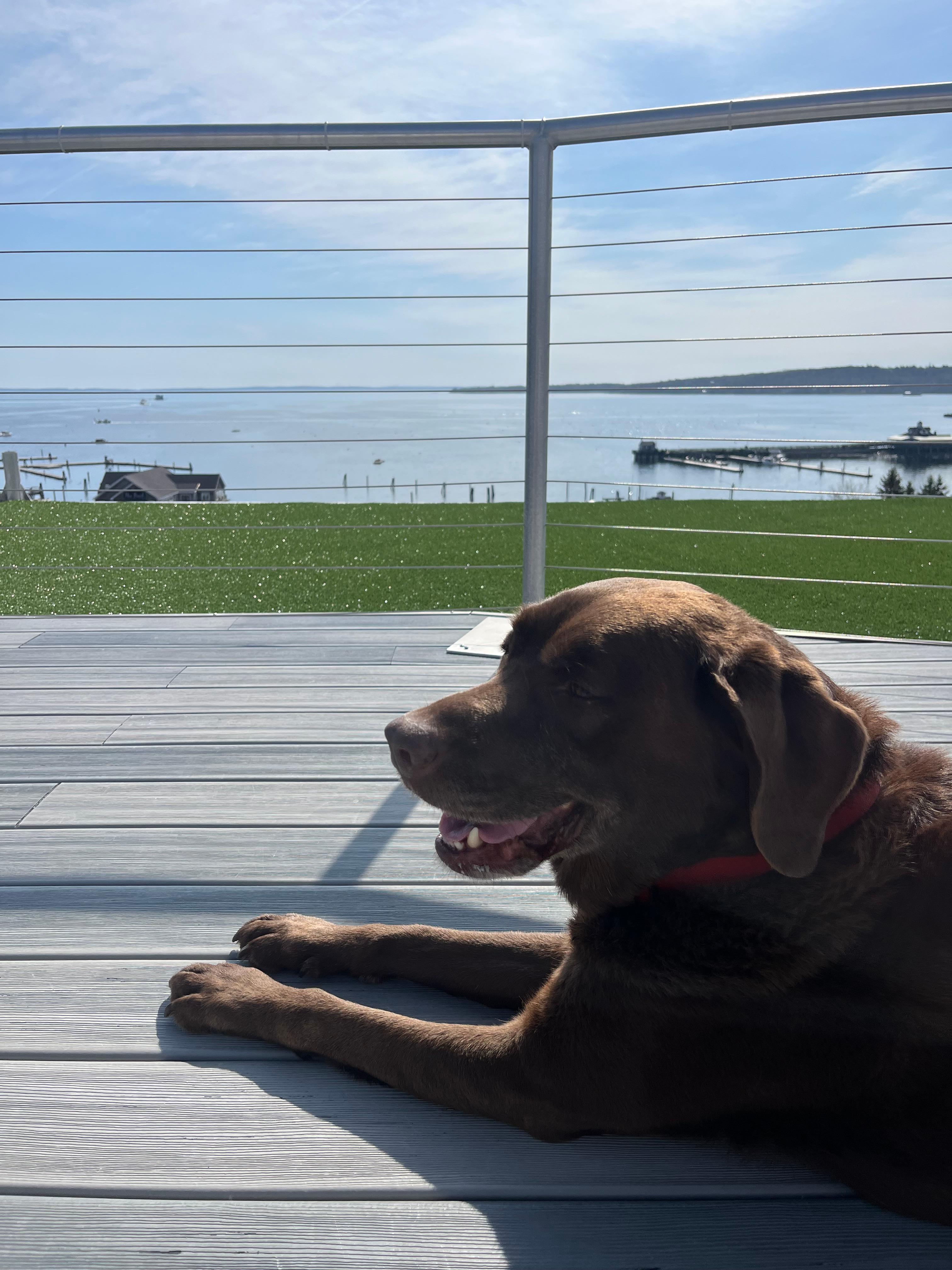 Our dog also enjoyed the views from the roof deck!