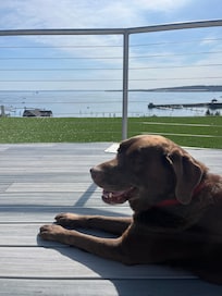 Our dog also enjoyed the views from the roof deck!