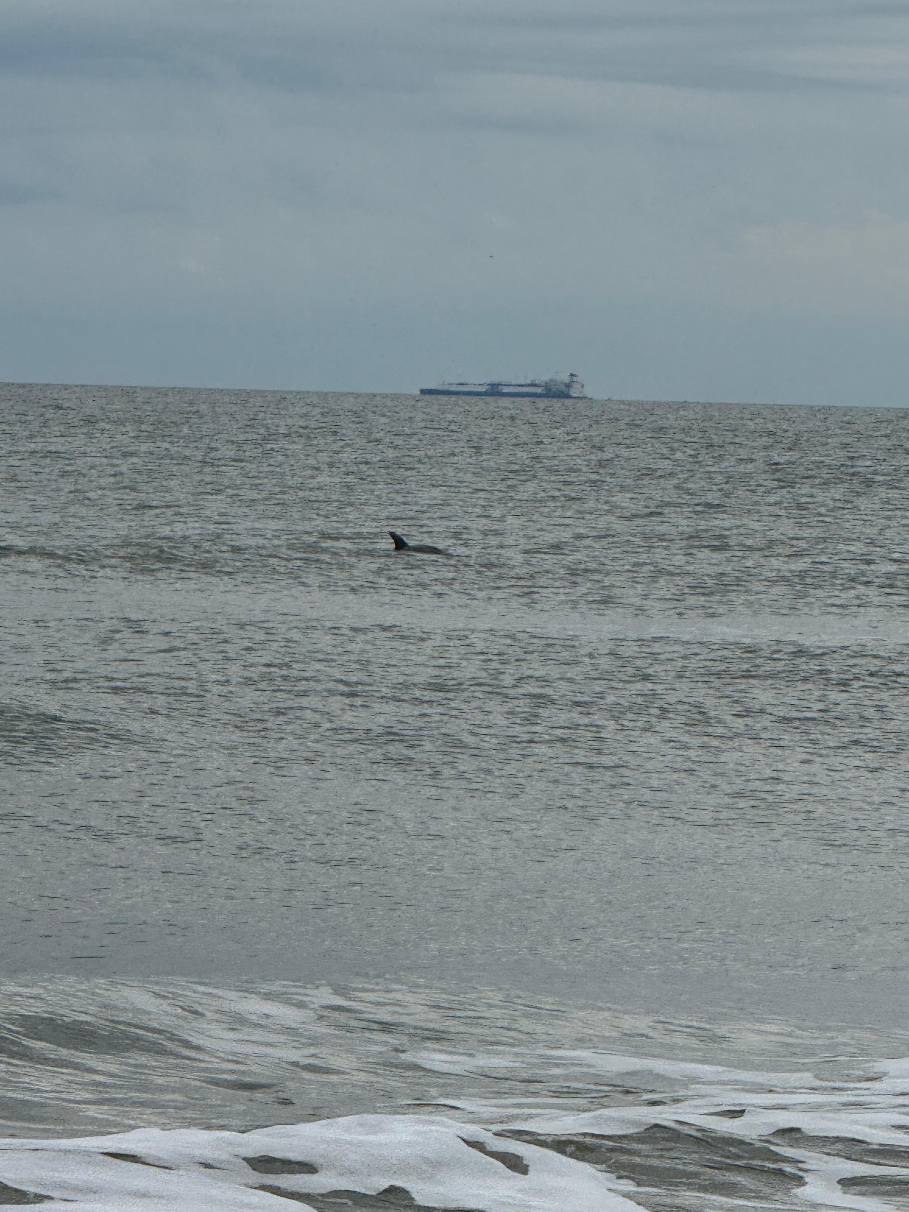 Dolphins playing with a ship heading to Savannah . 
