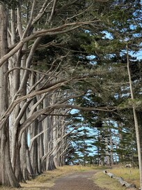 Cyprus trees in Fitzgerald Marine Reserve.
