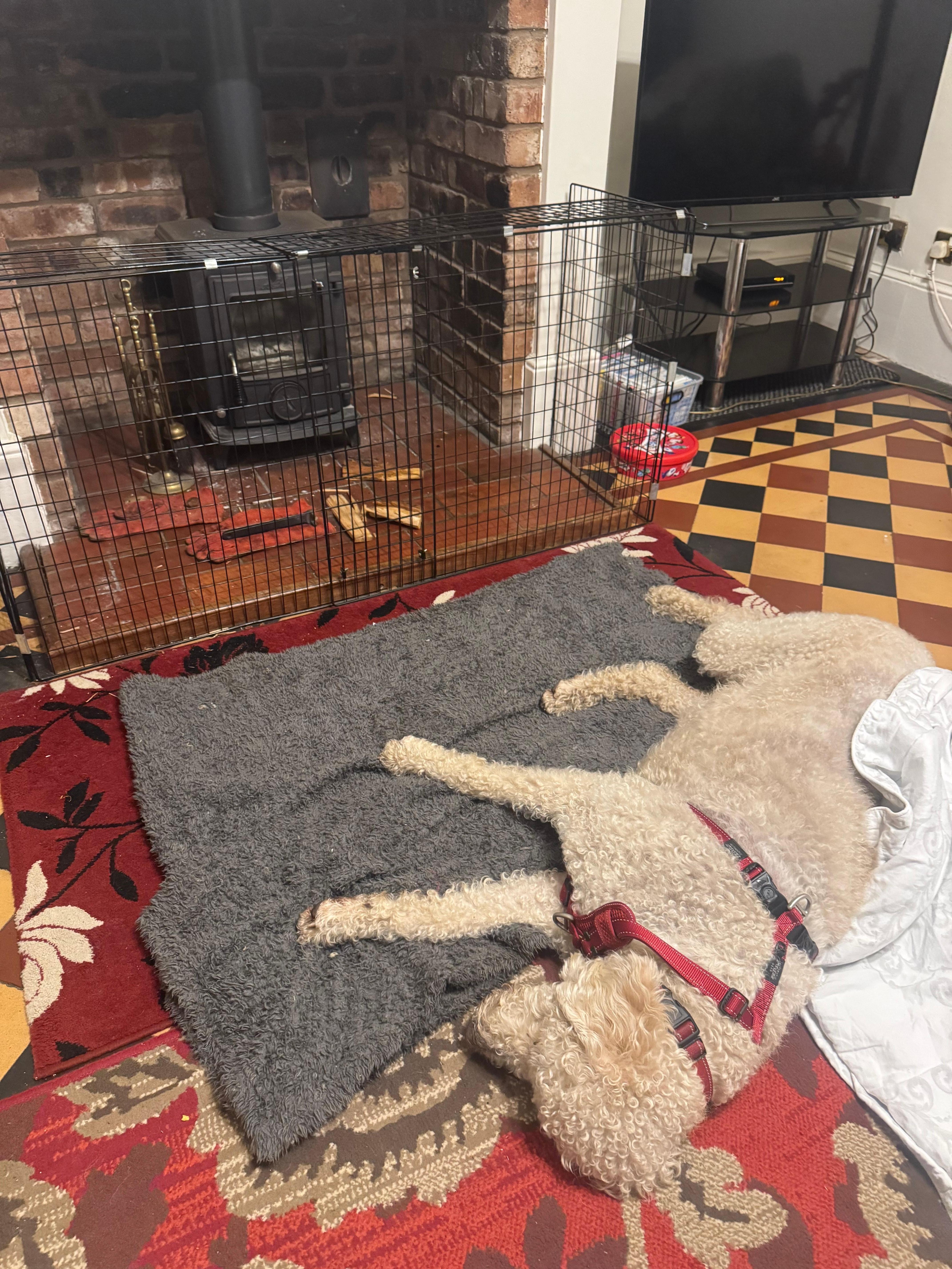 Pooped after a hard day of Christmassing!