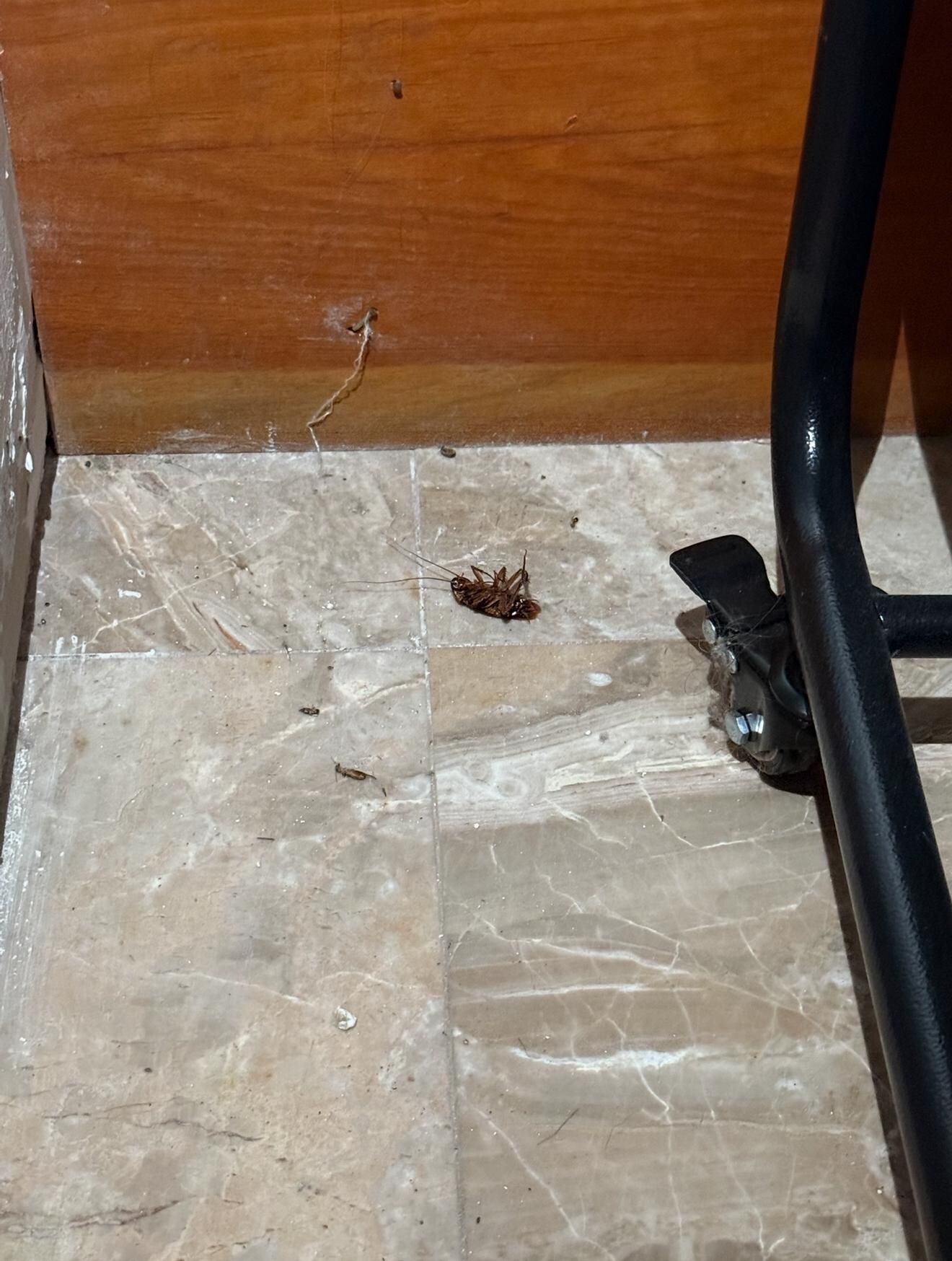 Roach on floor