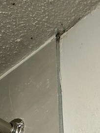Mold