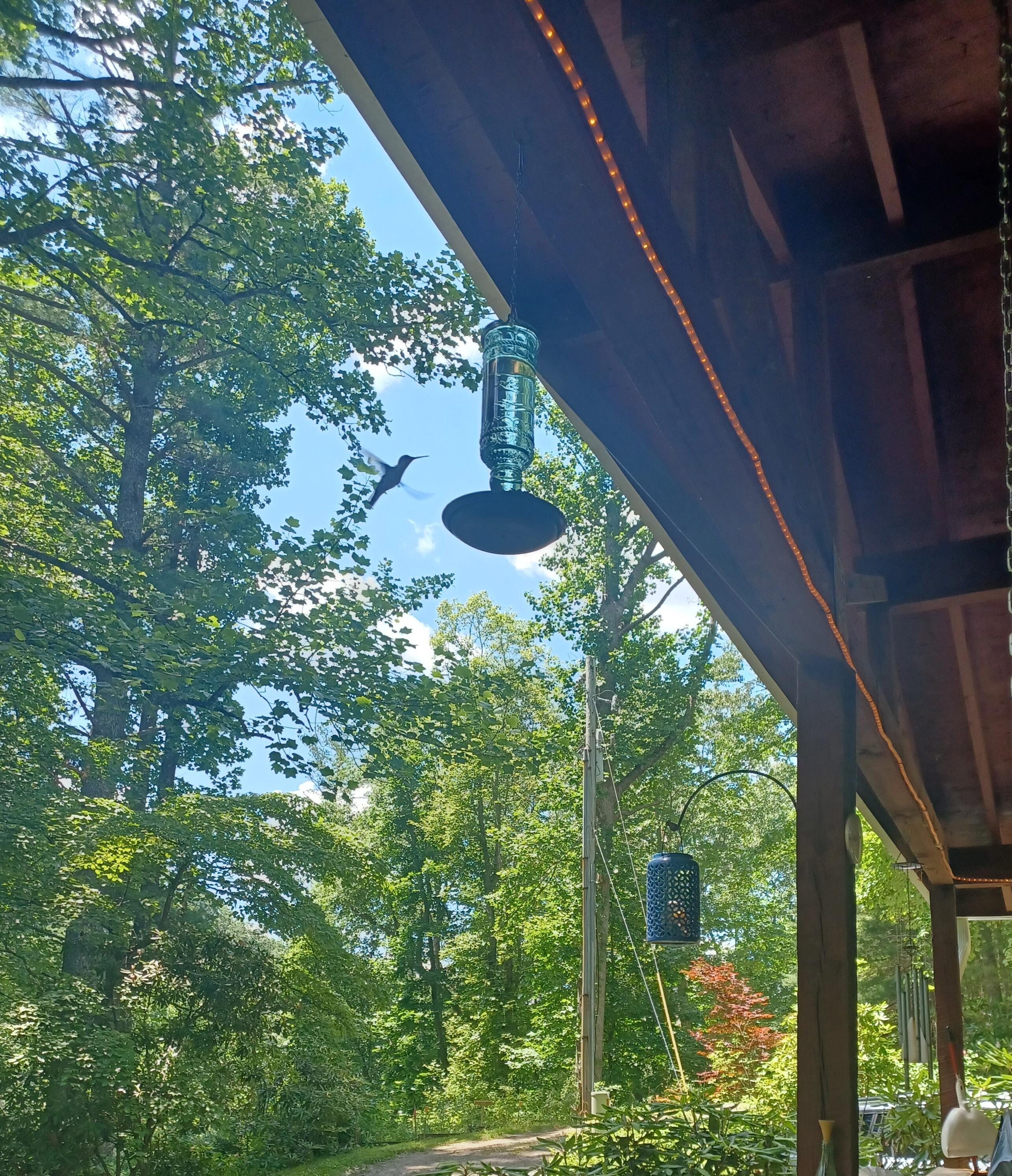 Could have spent all day watching the hummingbirds visit the front porch!