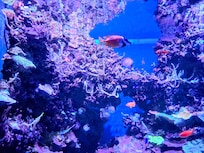 Aquarium