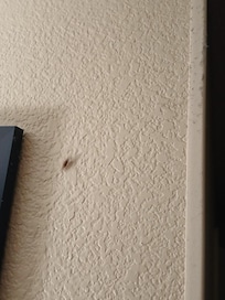 Roach on wall