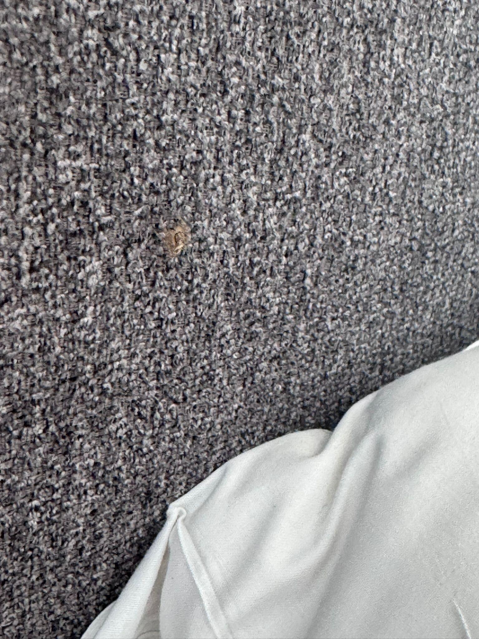 another spider in bed 