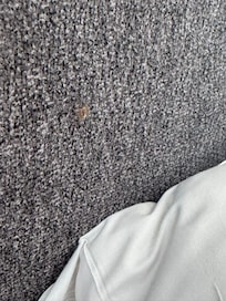 another spider in bed