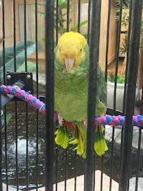Beautiful birds in hotel