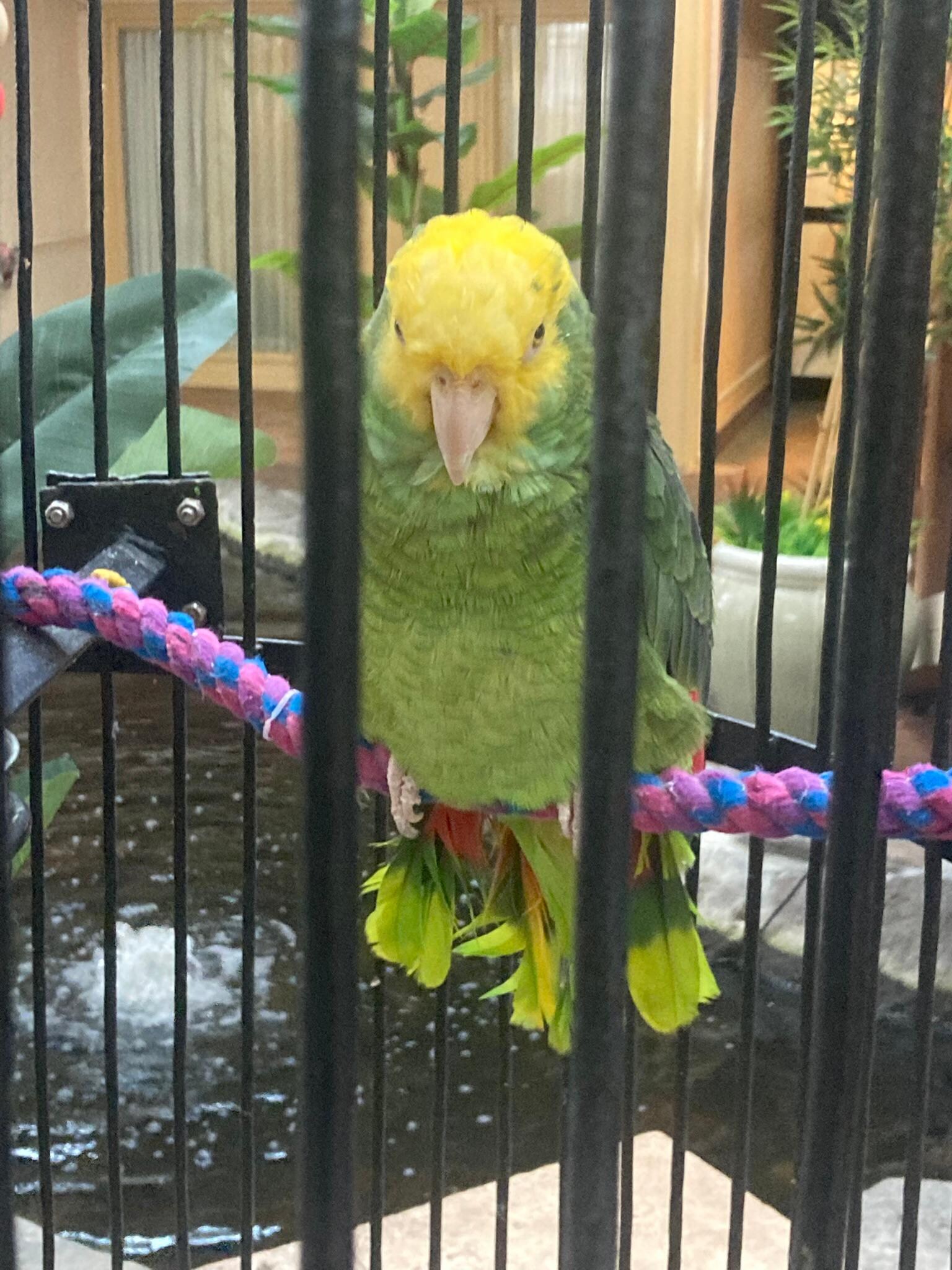 Beautiful birds in hotel 