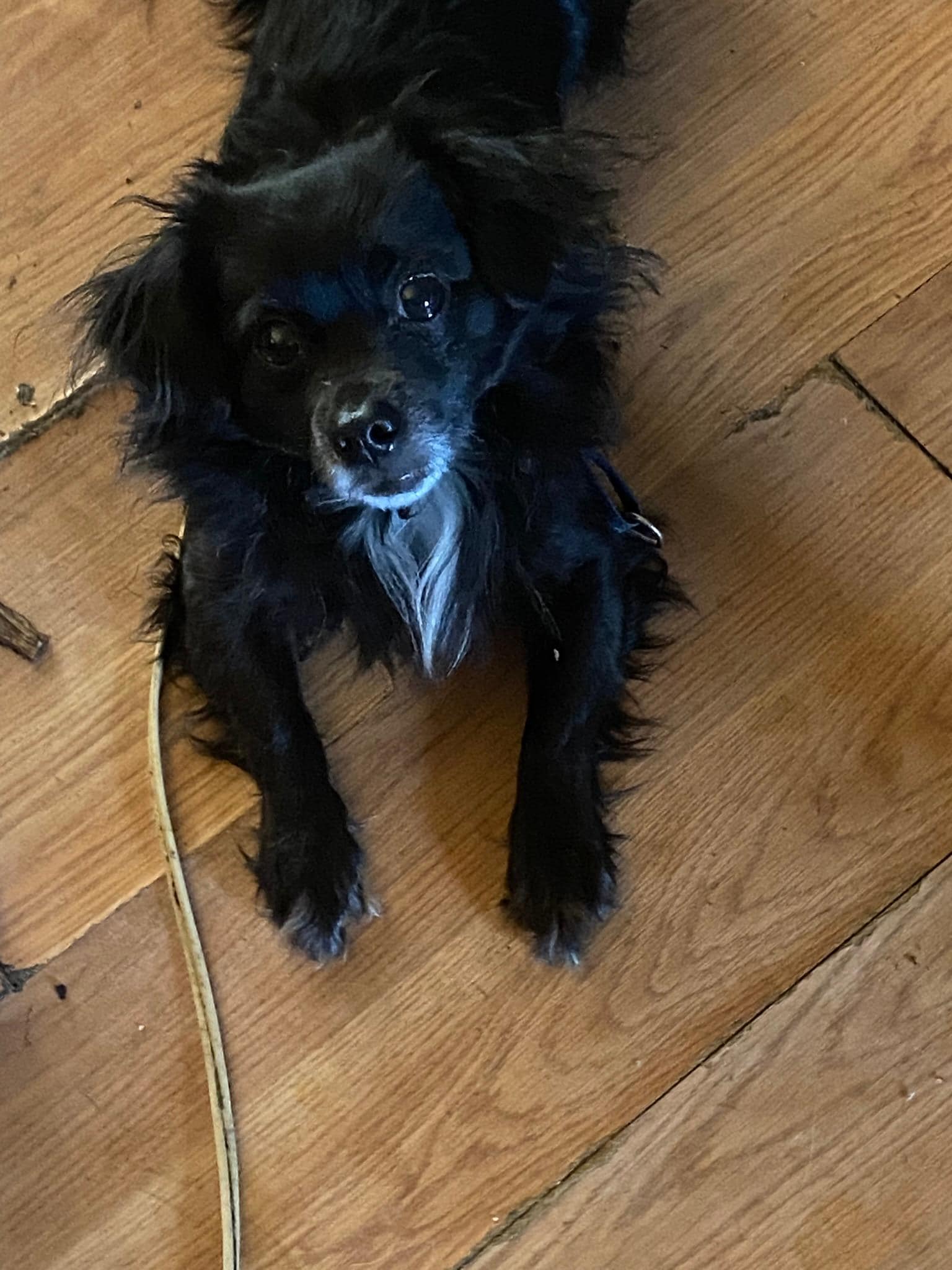 Our boy resting before his fix (stay 3)