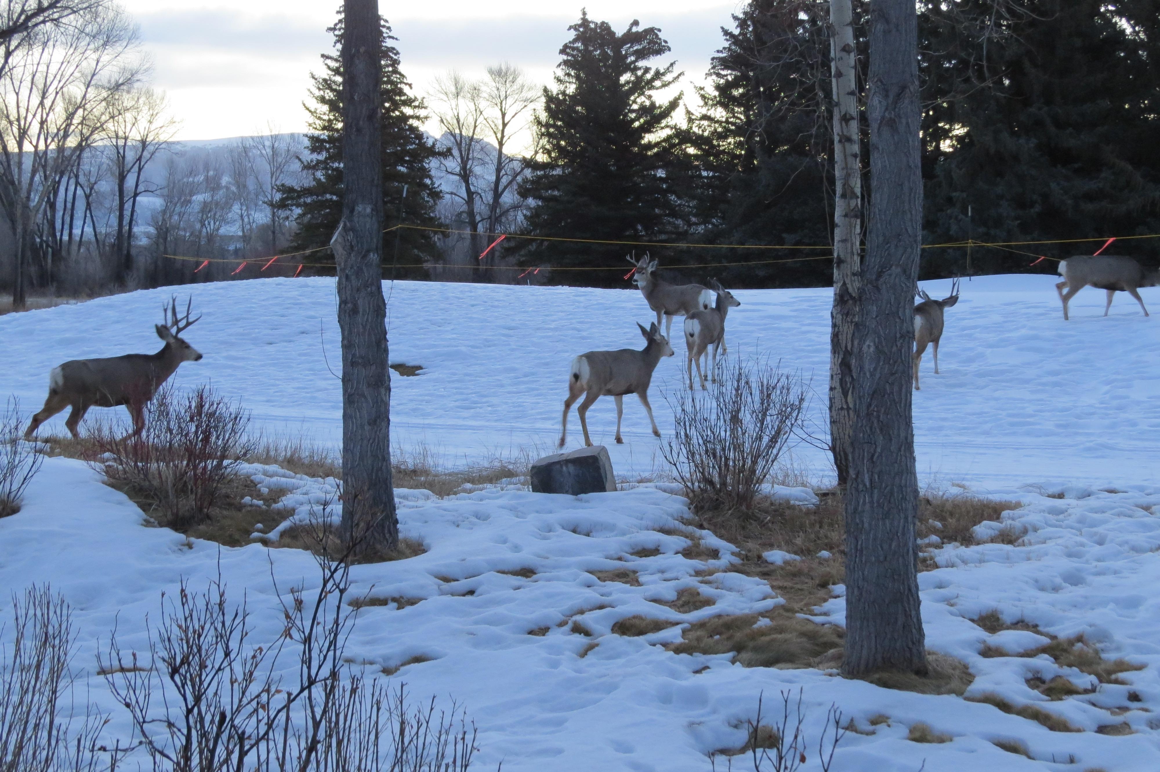 So excited to see about 8 of these deer slowly wander by!