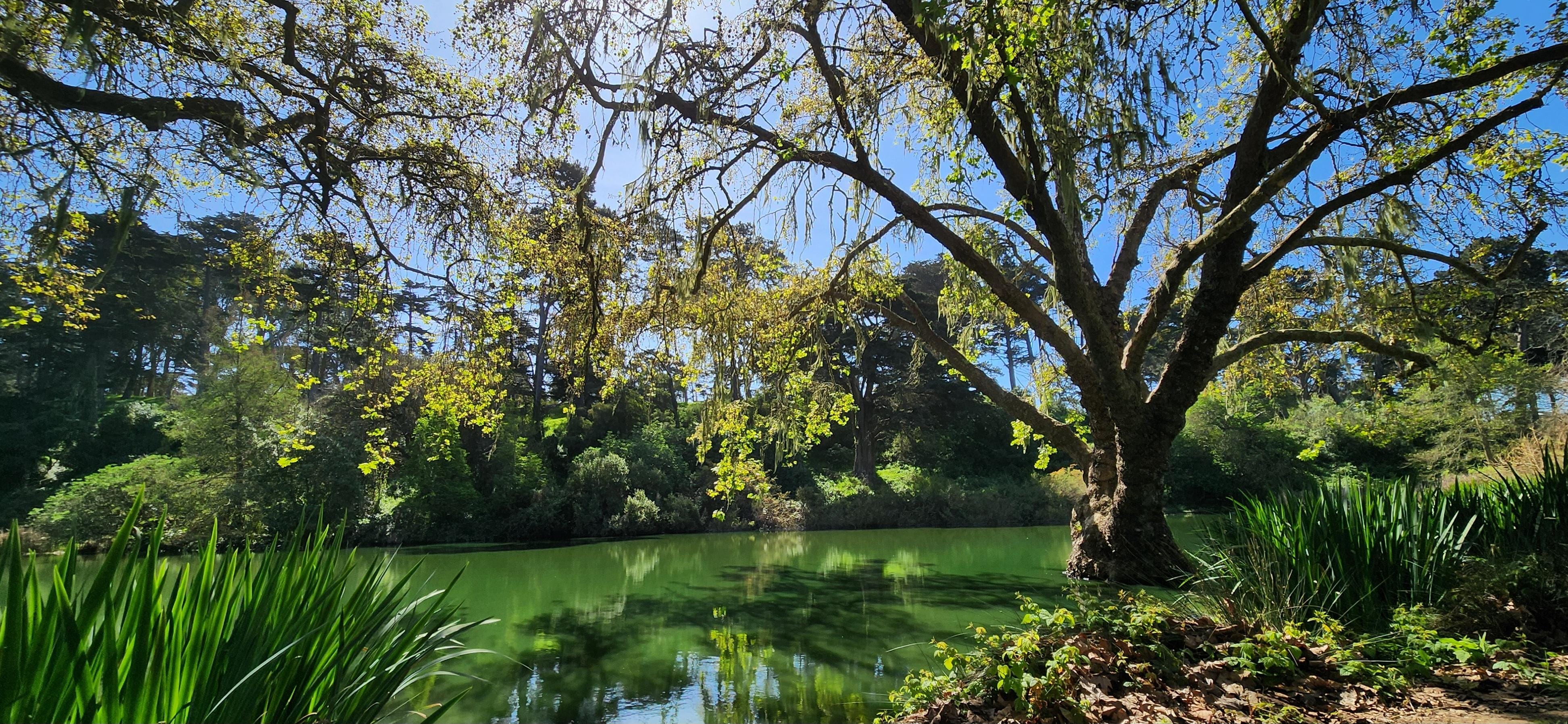 Golden Gate Park