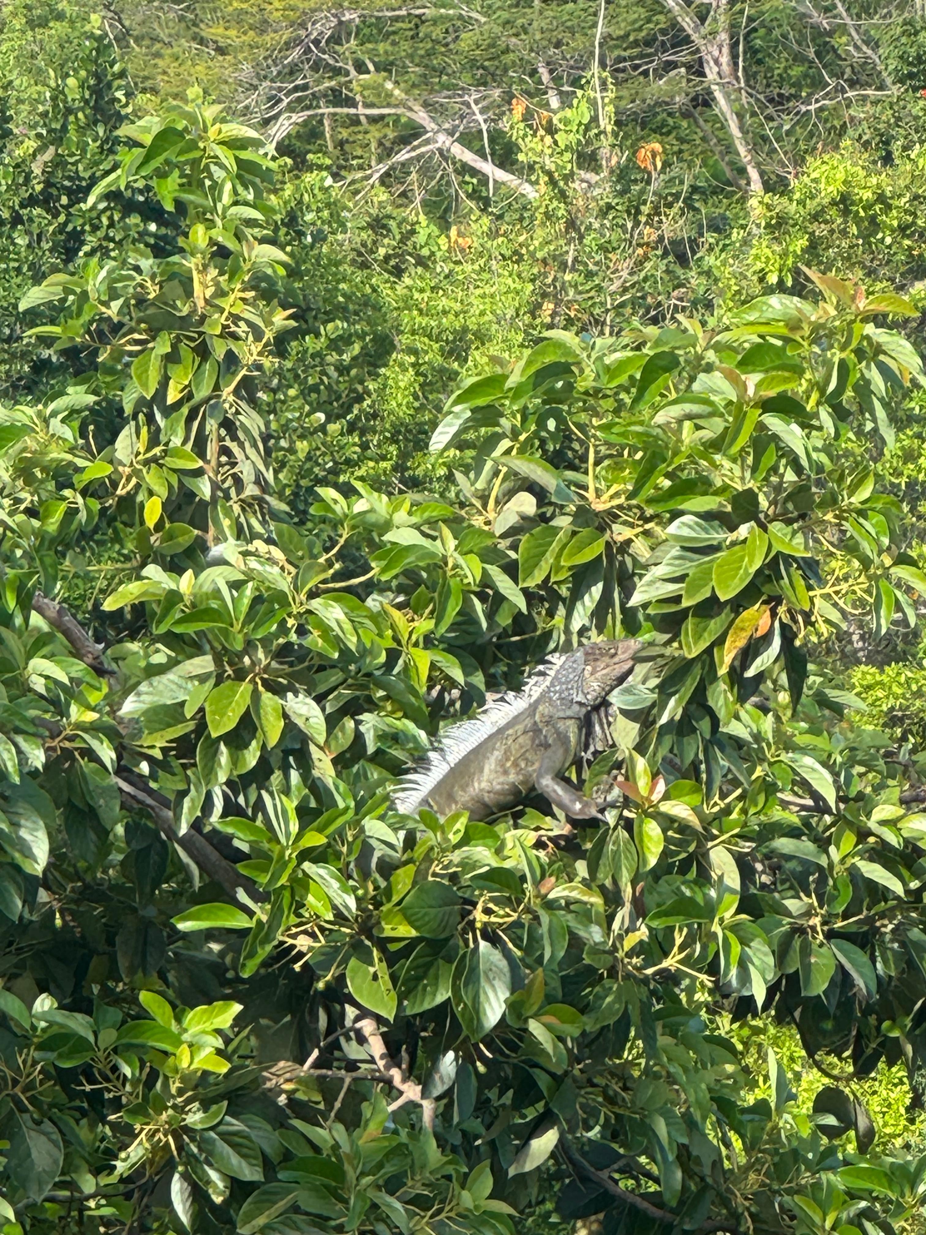 Tons of iguanas