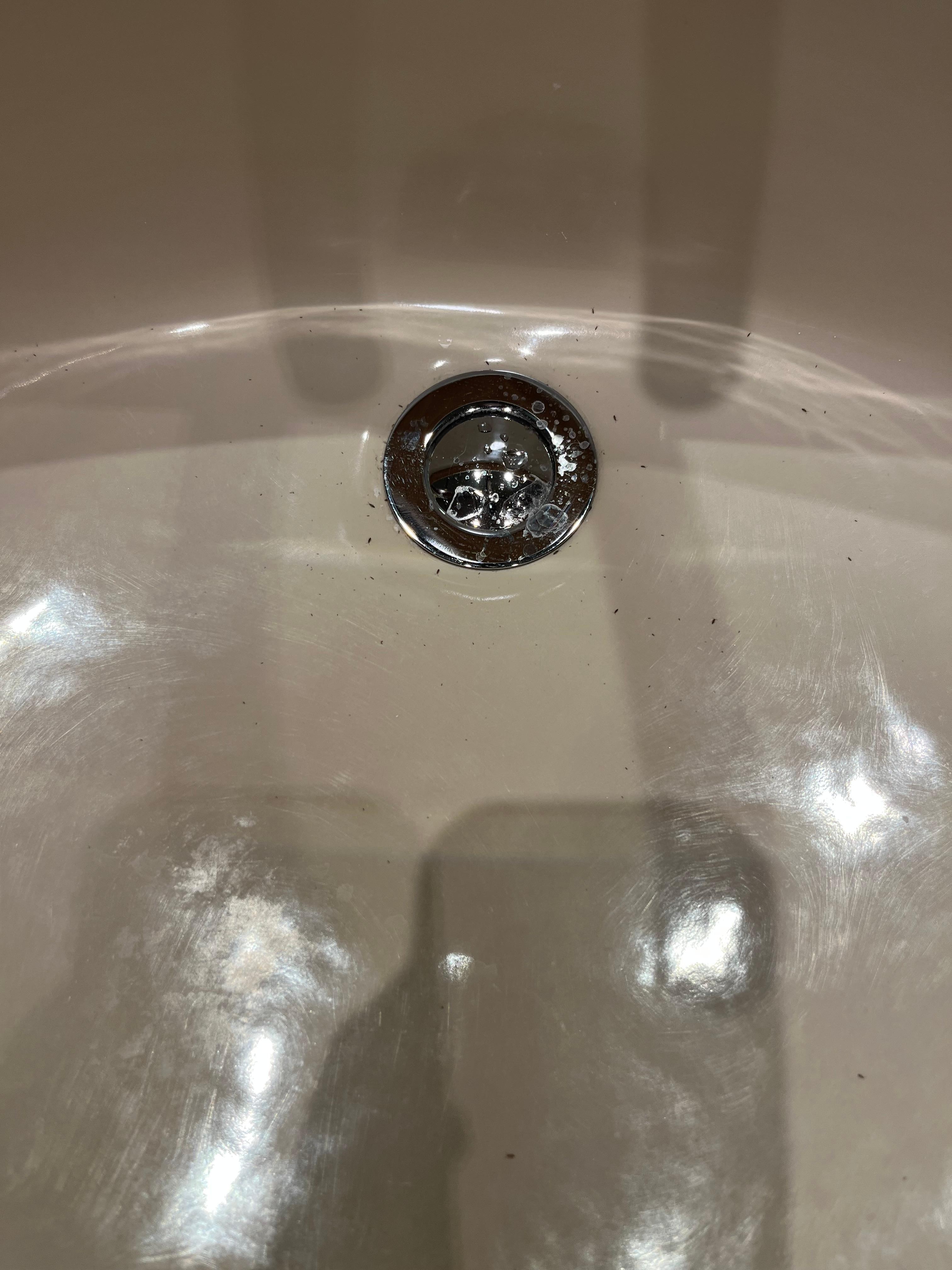 They have no idea that the sink is obstructed, so I am curious how they clean the room before people check in.
Insects come out from the sink every single day