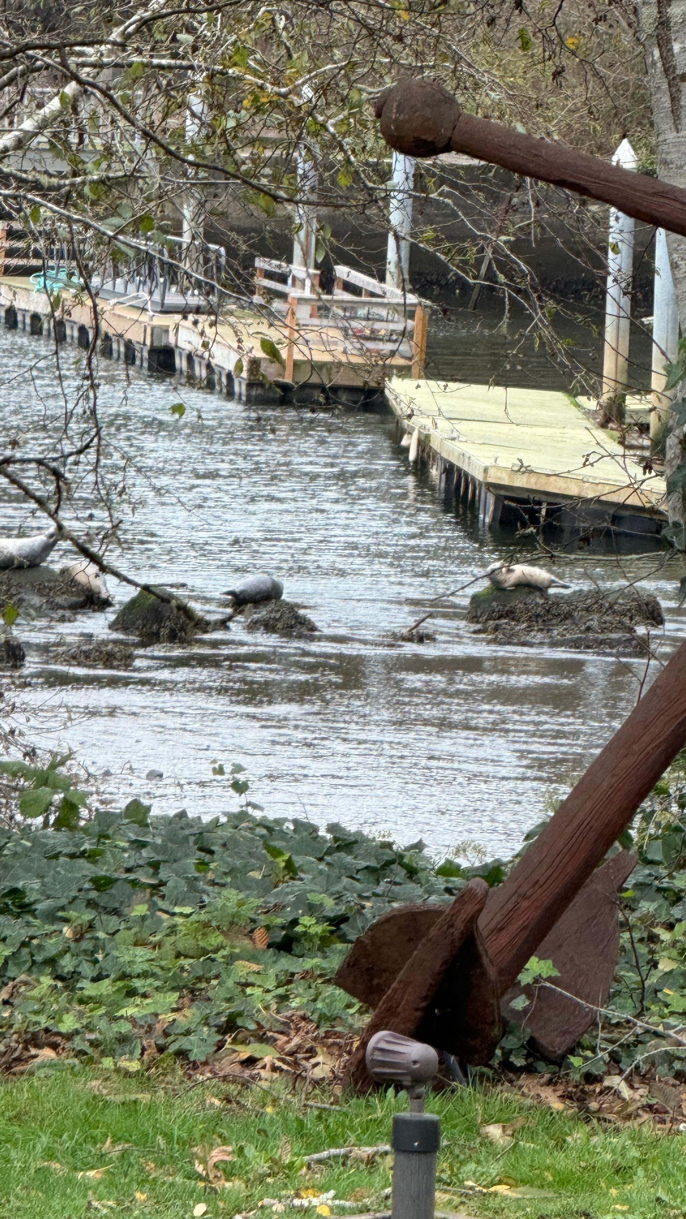 Harbor Seals during Low tide