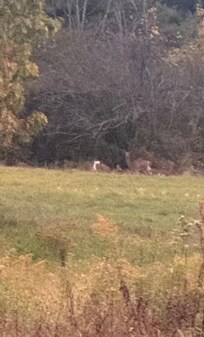 Deer came to visit!