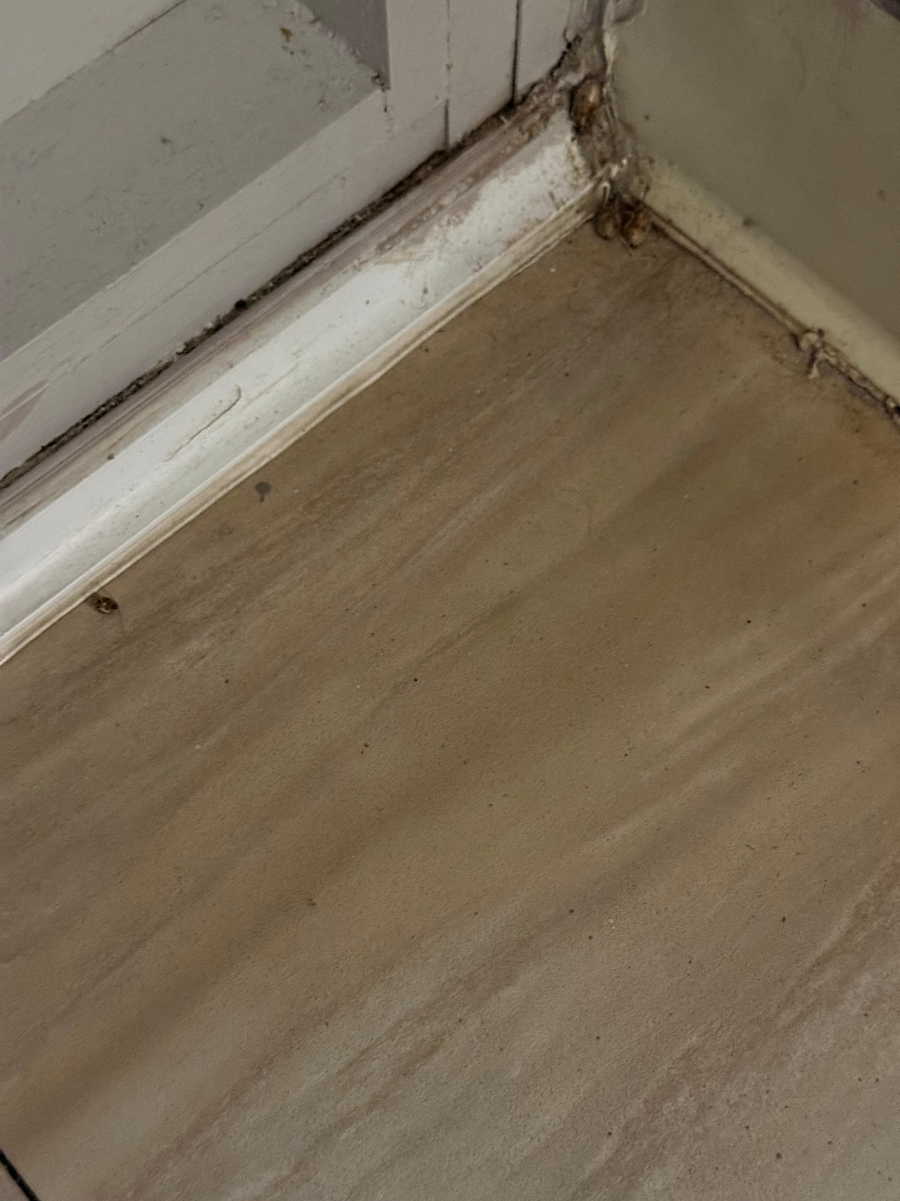 Dead bugs corner of floor 
