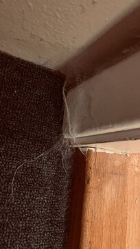 Spindelvev flere steder