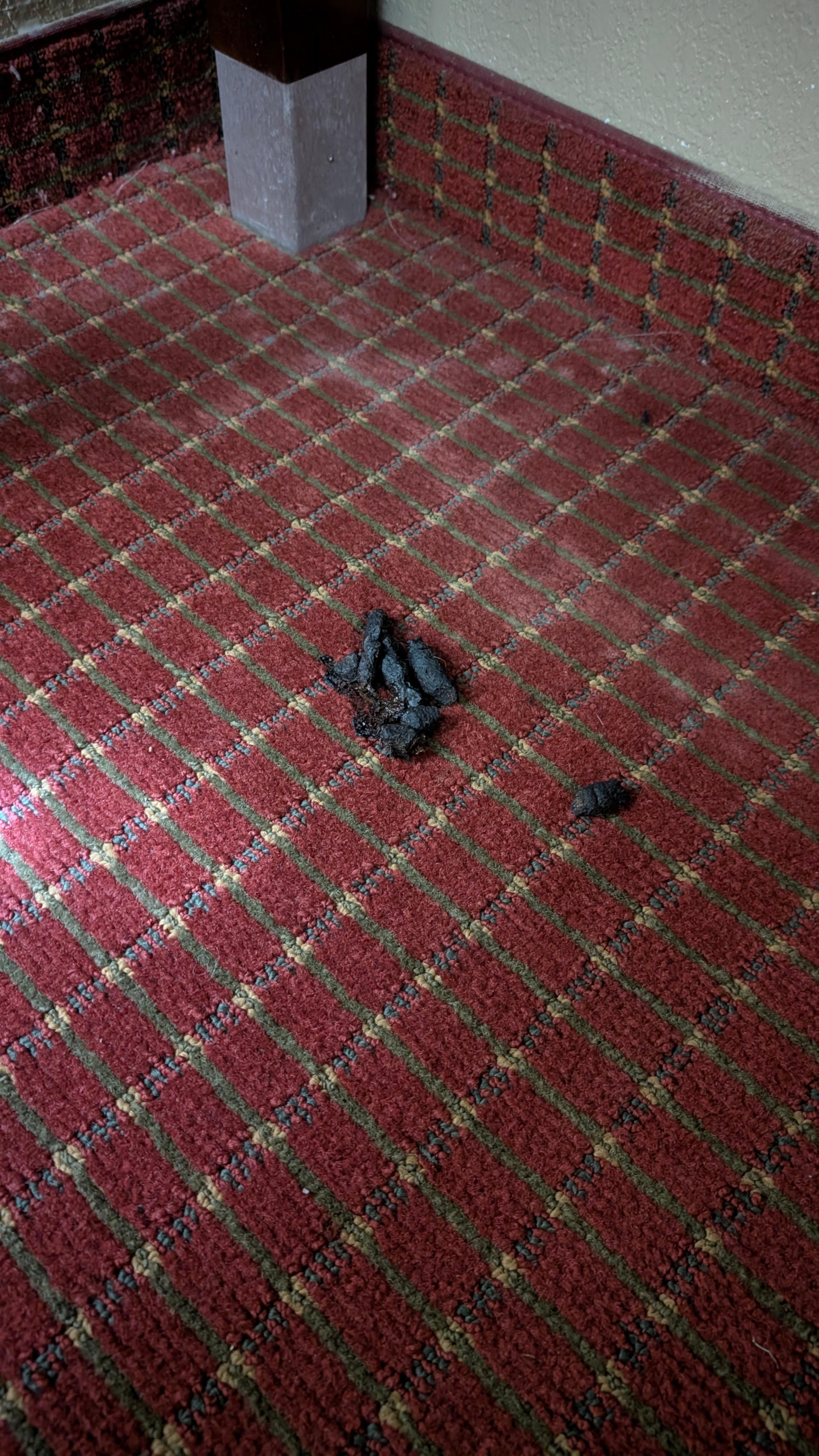 Dog poop under the desk