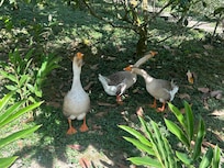 Silly geese