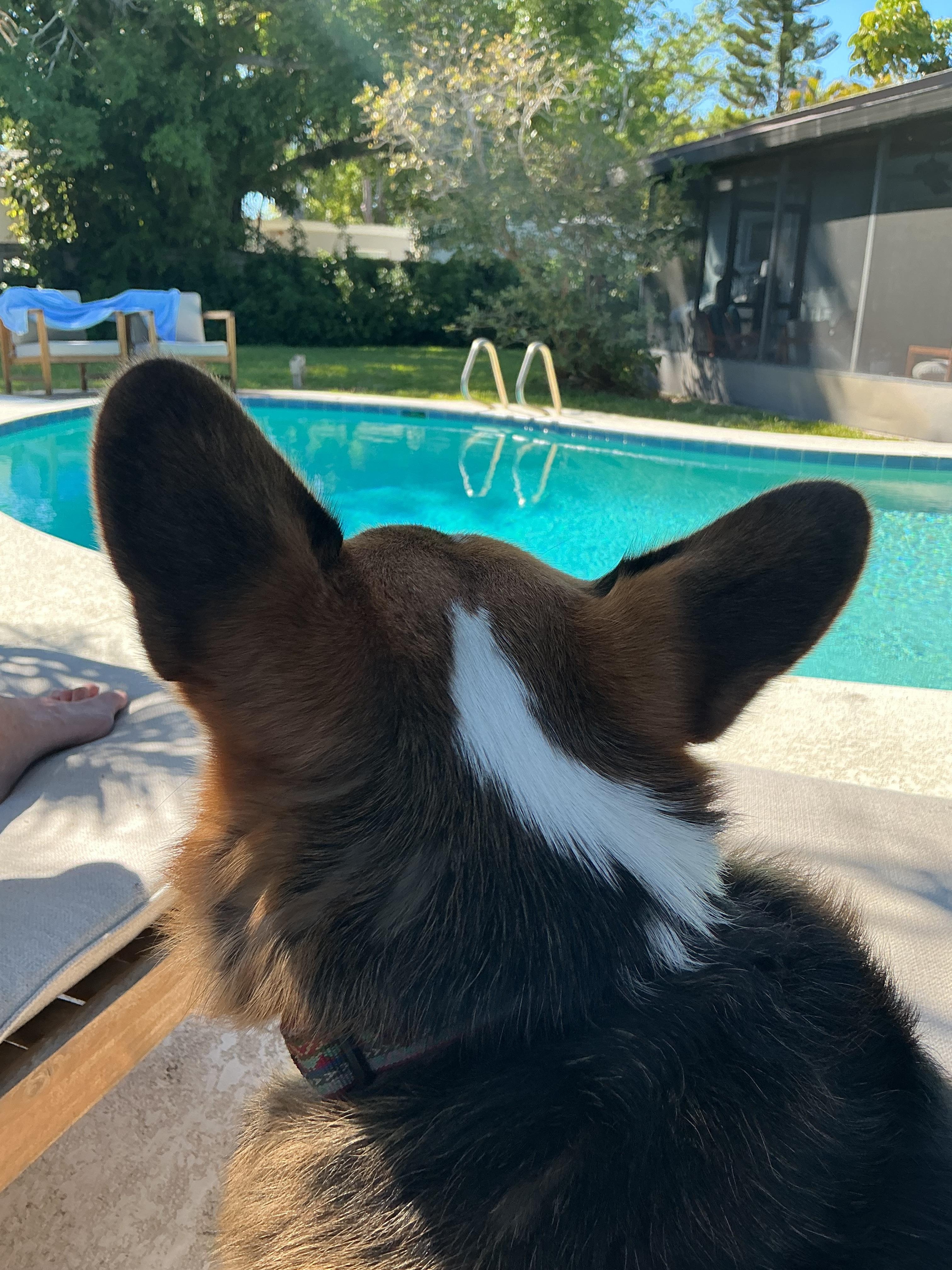 Pet friendly. Our dog enjoyed chasing lizards up the trees
