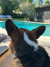 Pet friendly. Our dog enjoyed chasing lizards up the trees