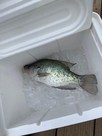 First catch