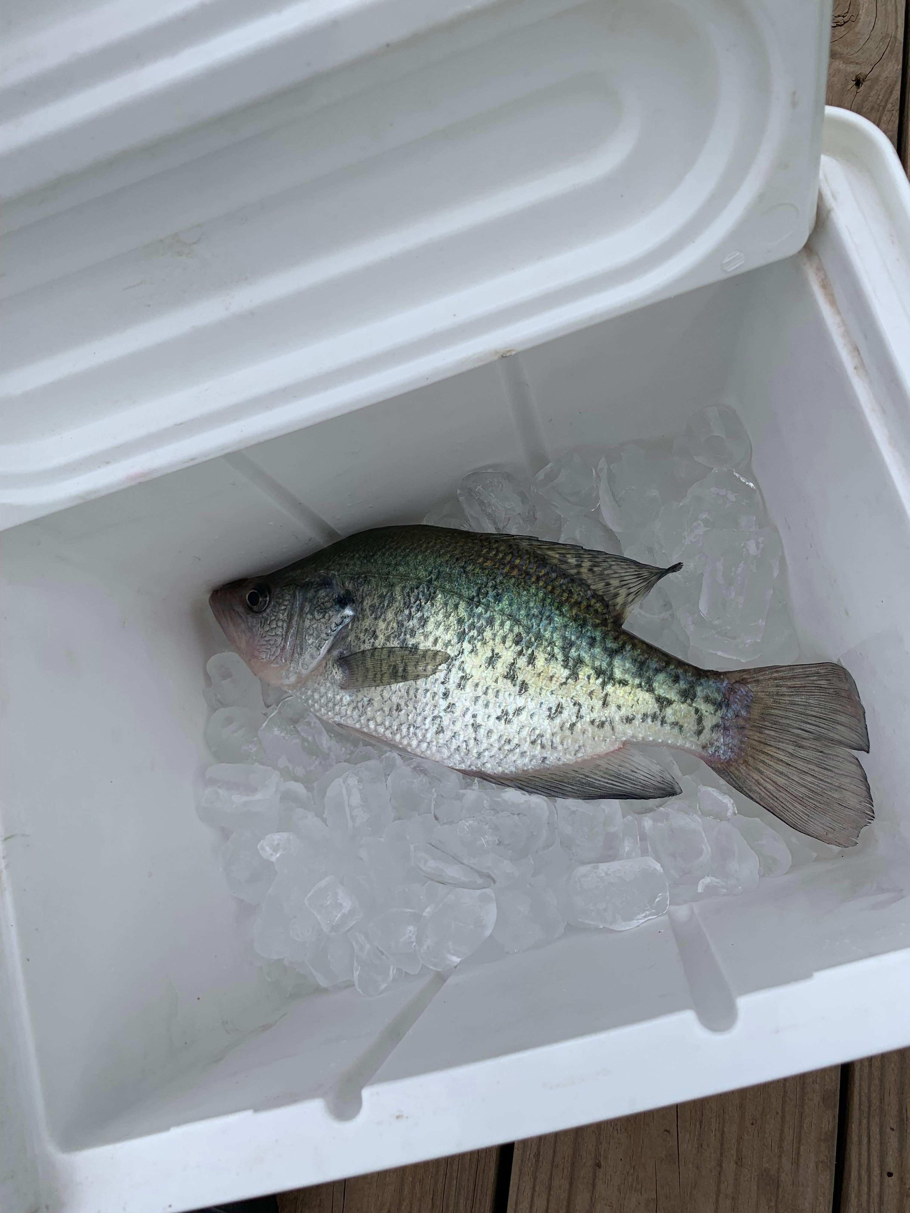 First catch