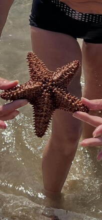 Star fish in Saline Bay