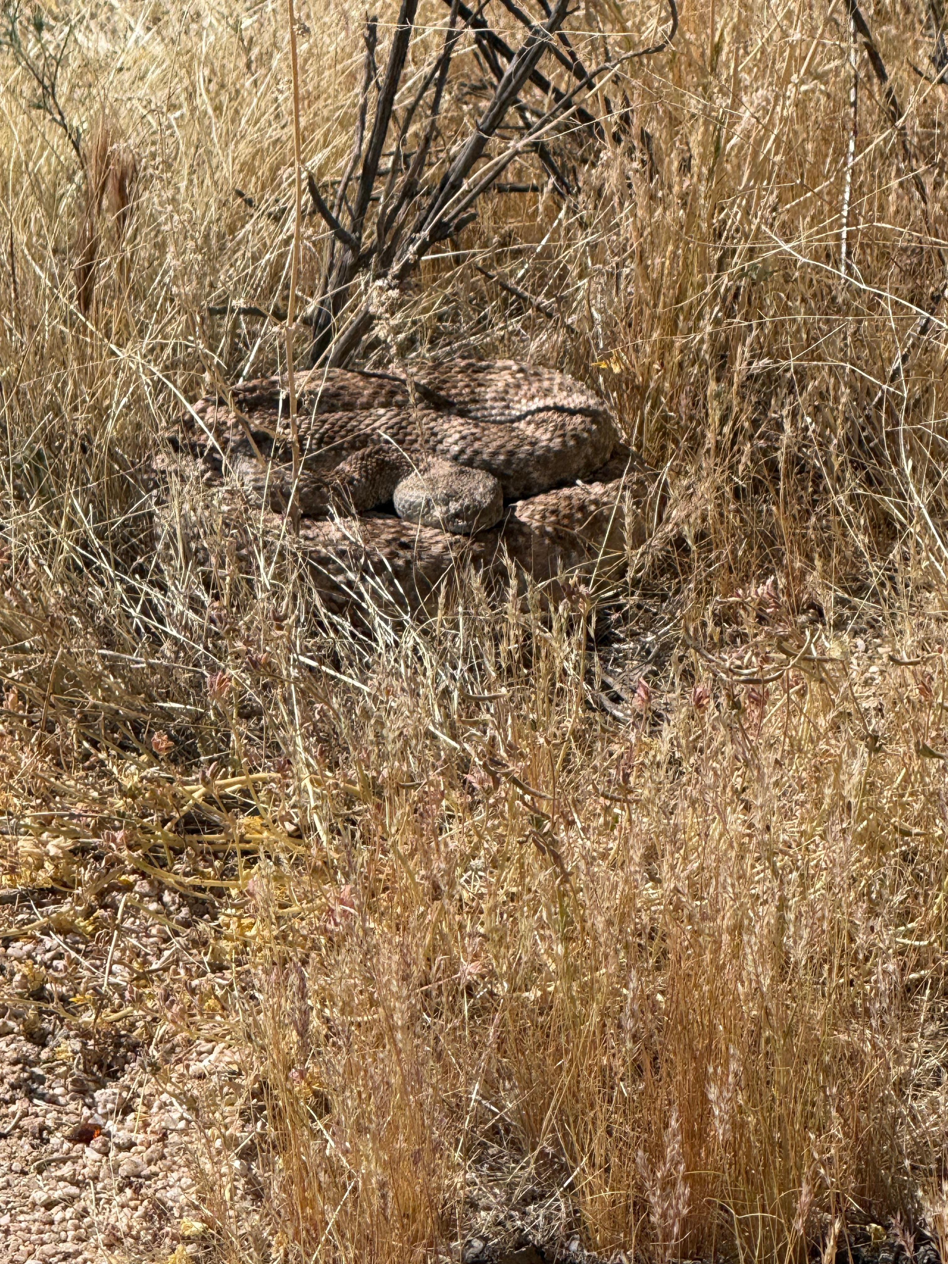 Wasn't at the house, but still watch out for sneks! 