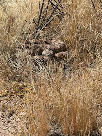 Wasn't at the house, but still watch out for sneks!